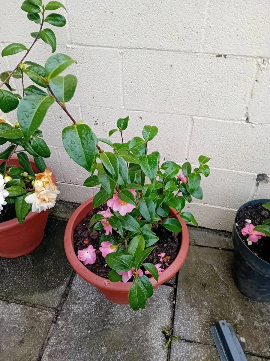 Camillas in tubs all small 40 and large 50 - Image 3