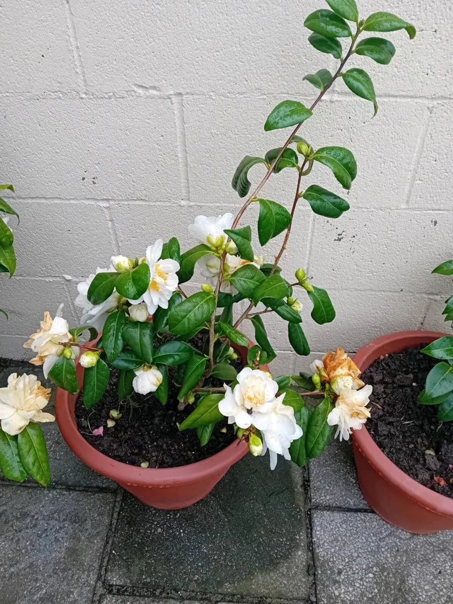 Camillas in tubs all small 40 and large 50 - Image 4