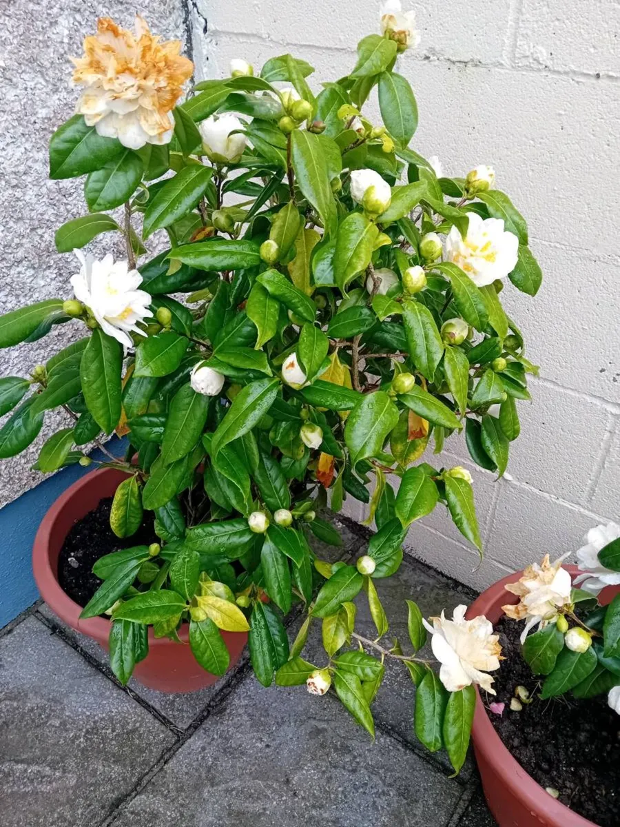 Camillas in tubs all small 40 and large 50 - Image 1