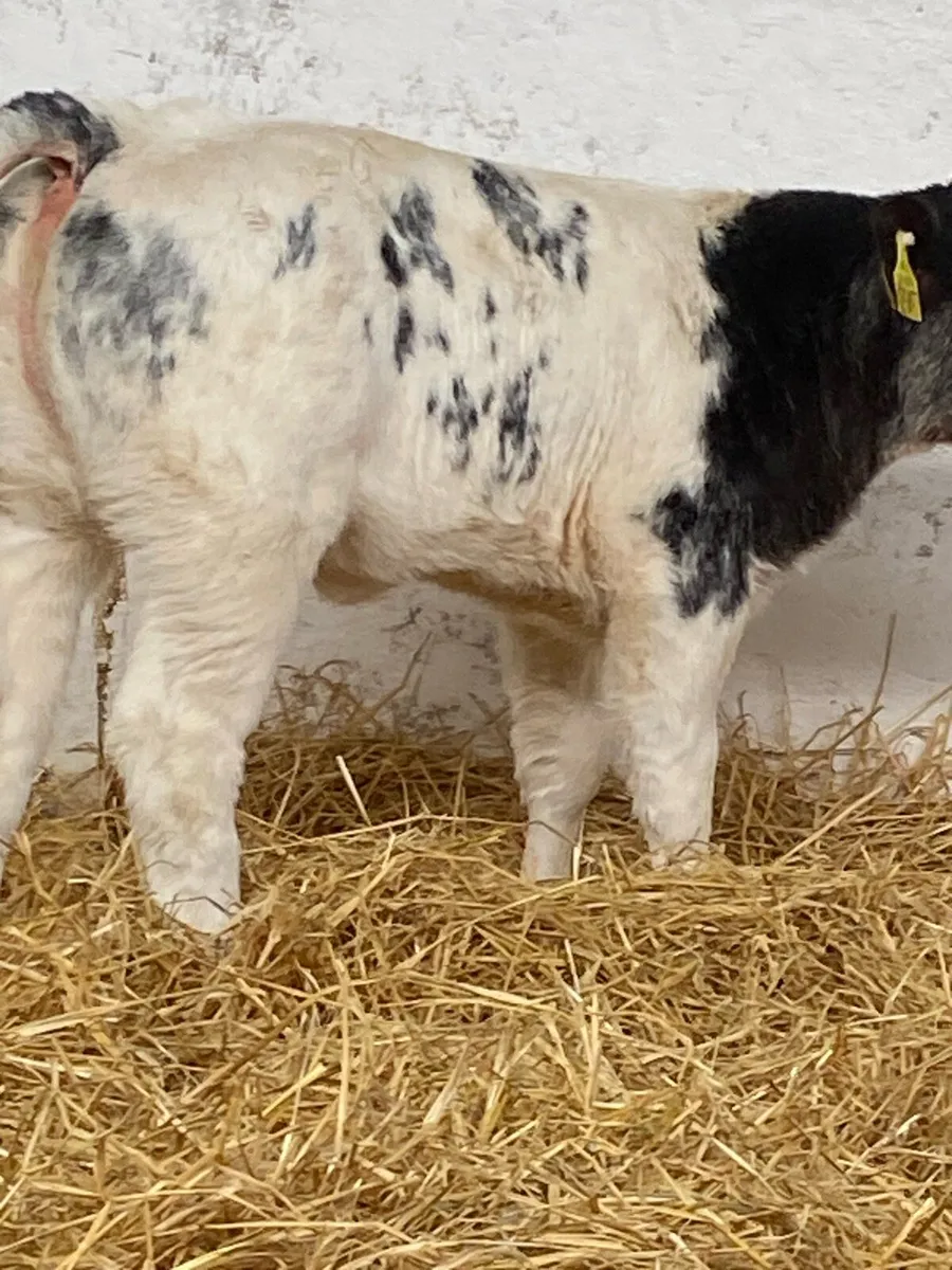 8 QUALITY CONTINENTAL HEIFER CALVES - Image 1