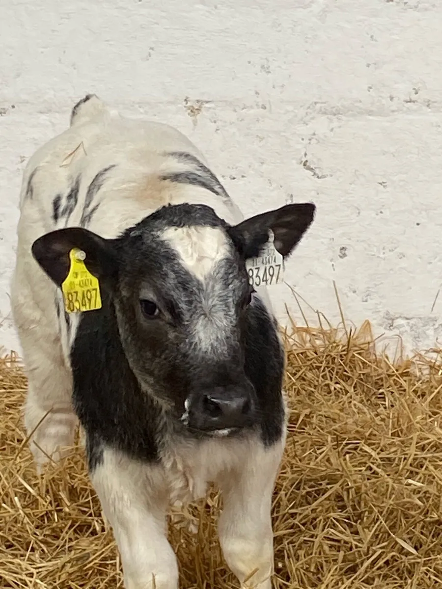 8 QUALITY CONTINENTAL HEIFER CALVES - Image 3