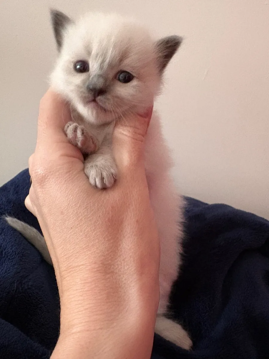 ❤️ Purebred Ragdoll Kittens❤️ - Image 3