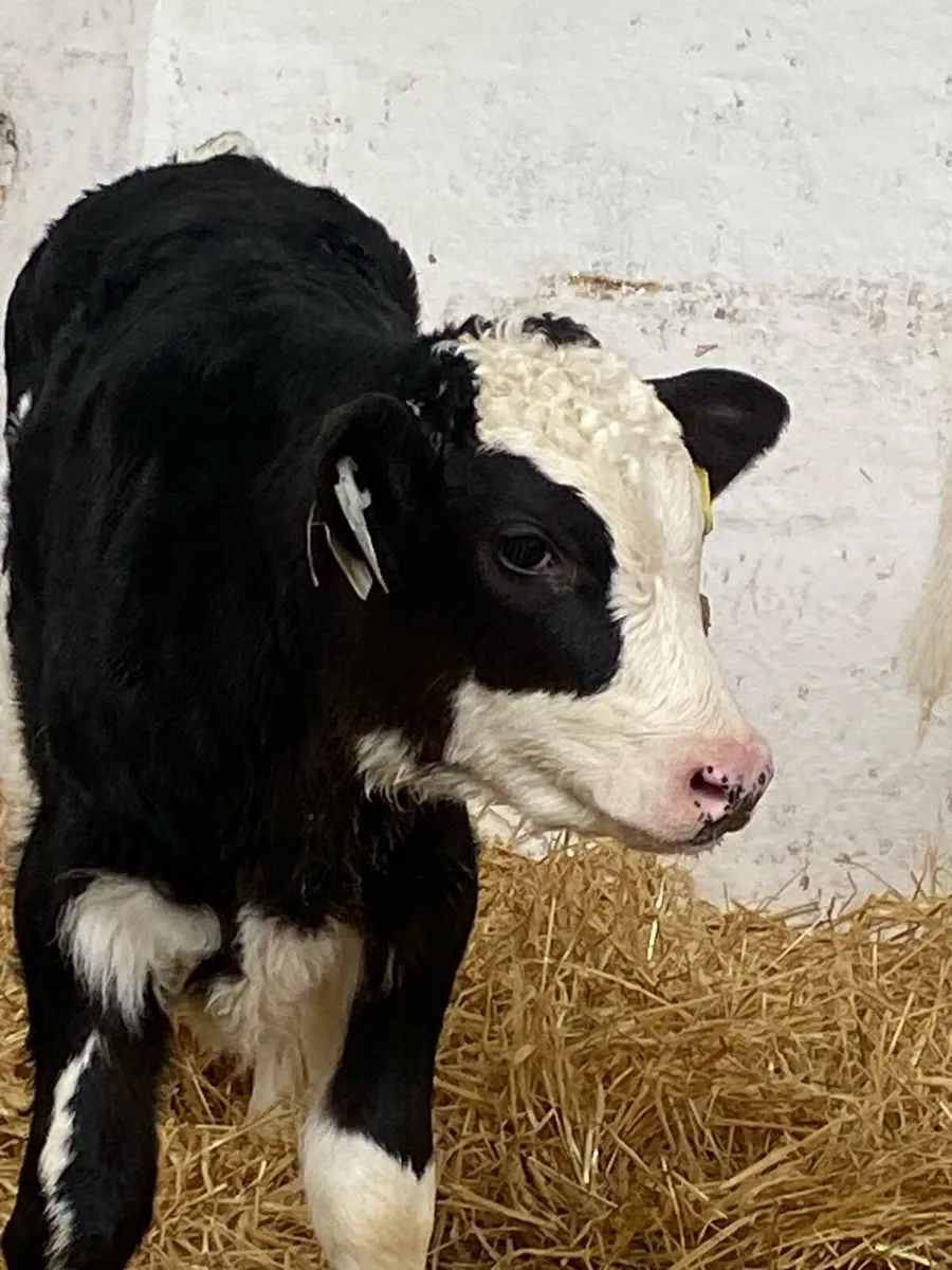 8 QUALITY CONTINENTAL HEIFER CALVES - Image 2