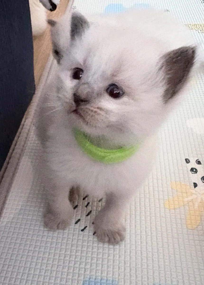 ❤️ Purebred Ragdoll Kittens❤️ - Image 2