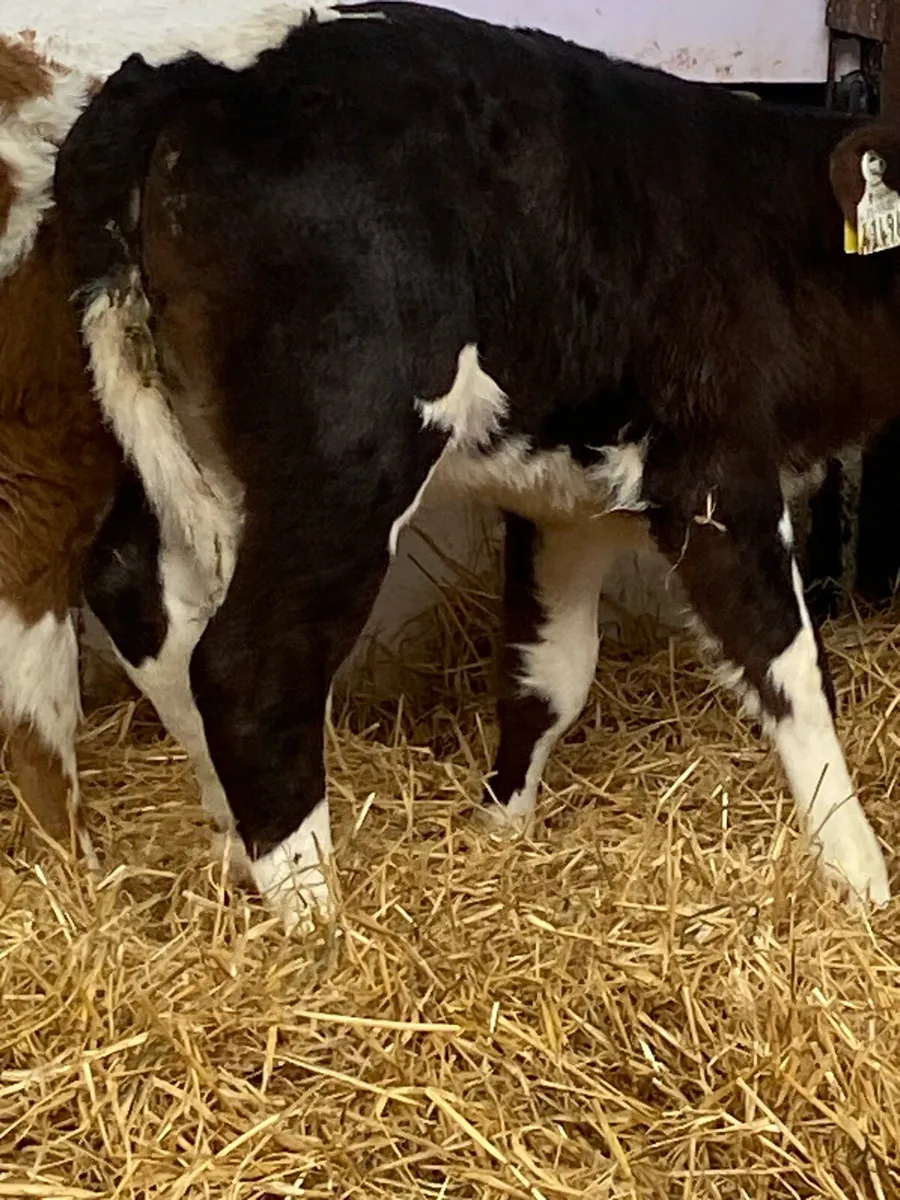 8 QUALITY CONTINENTAL HEIFER CALVES - Image 4