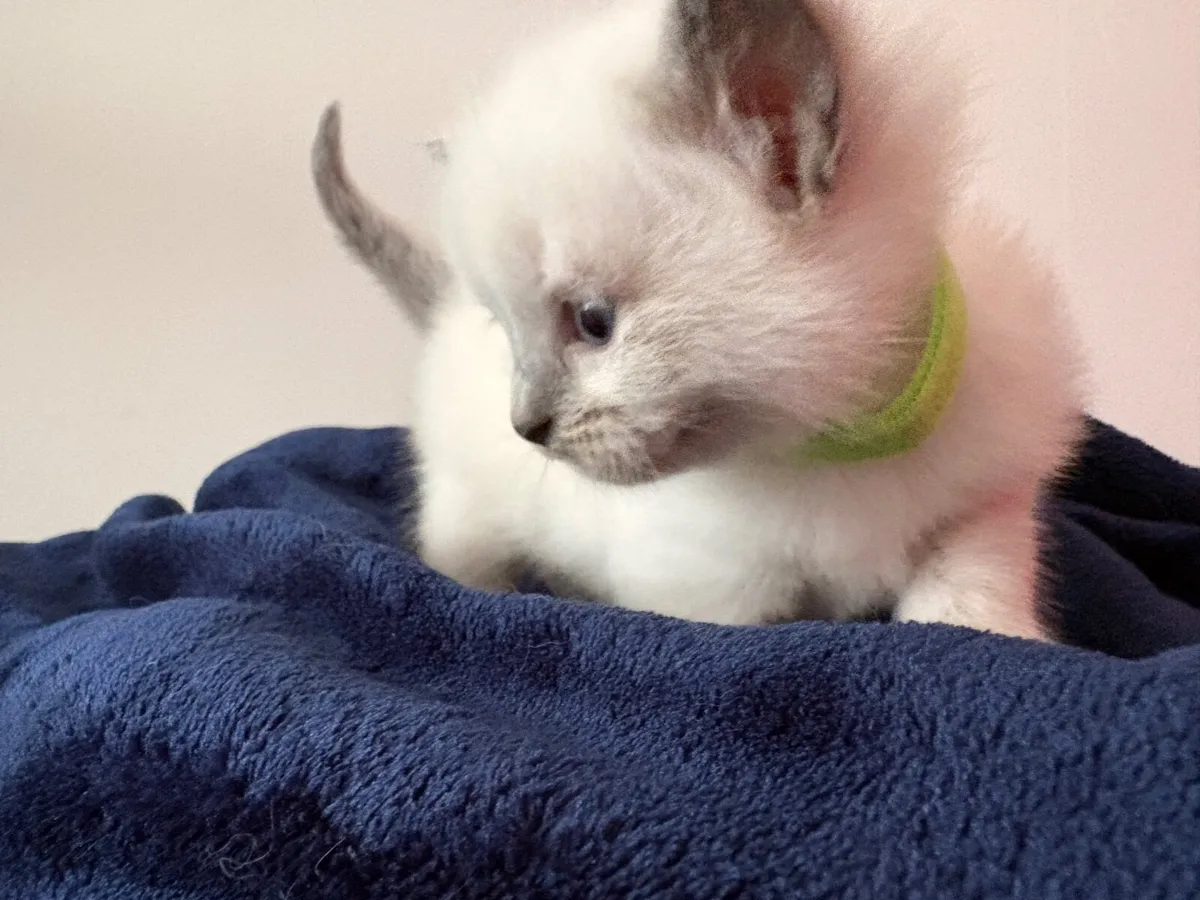 ❤️ Purebred Ragdoll Kittens❤️ - Image 4
