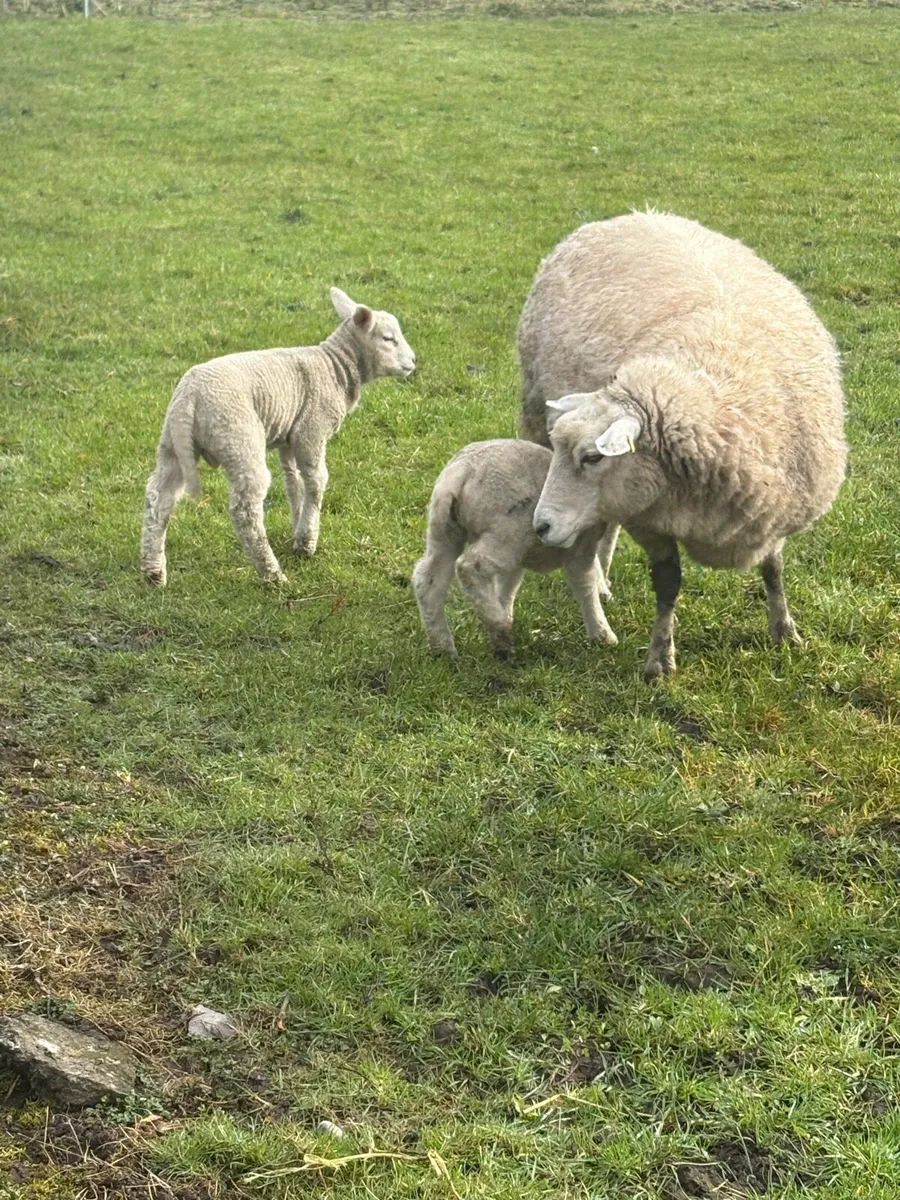Ewes with lambs - Image 1