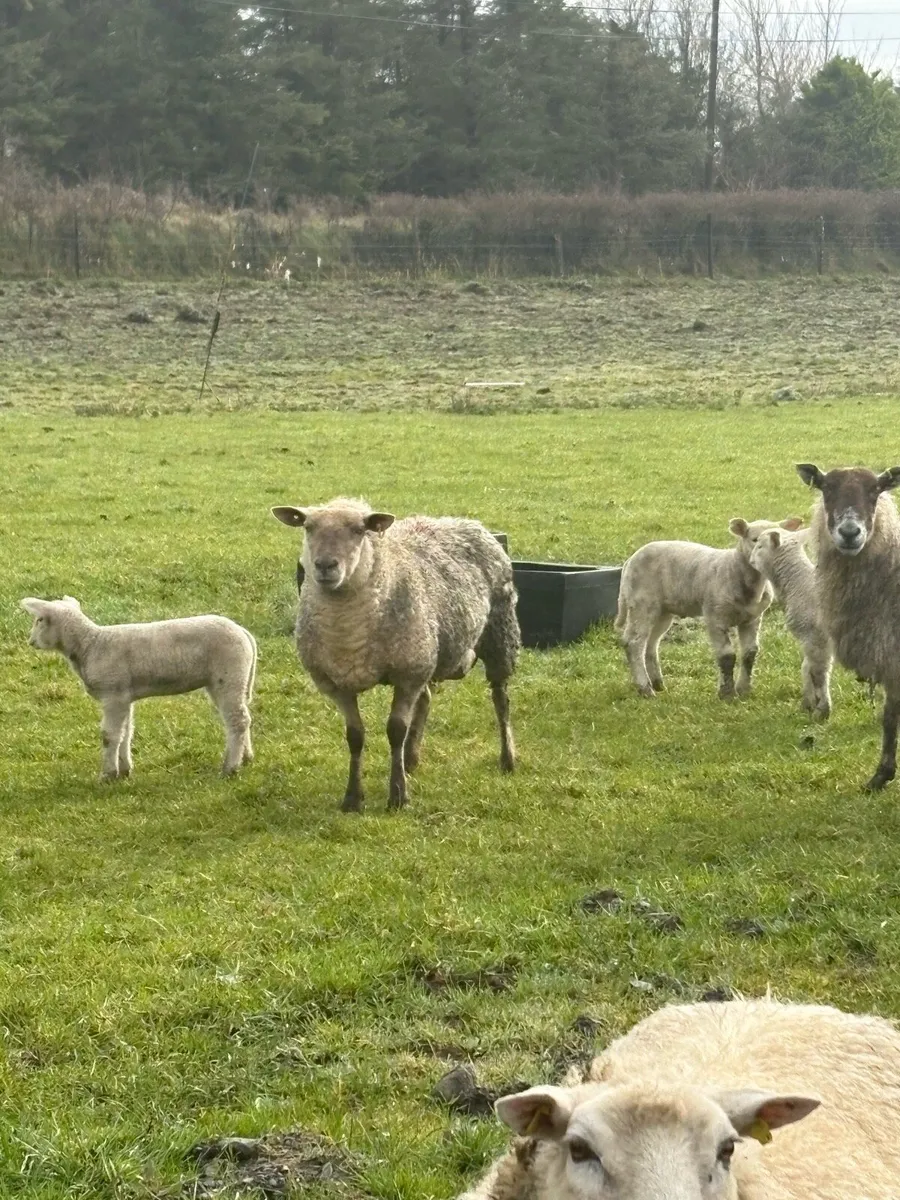 Ewes with lambs - Image 2