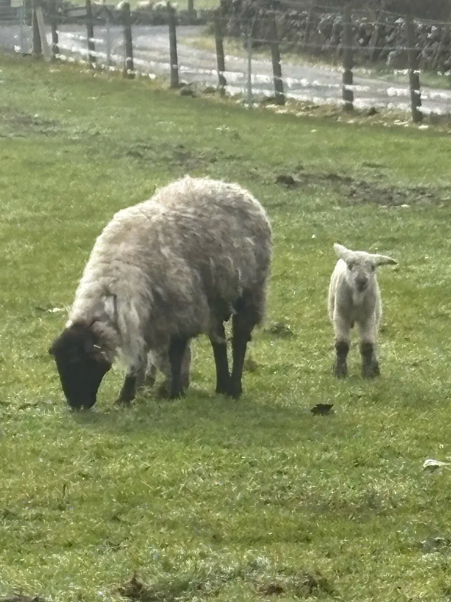 Ewes with lambs - Image 3