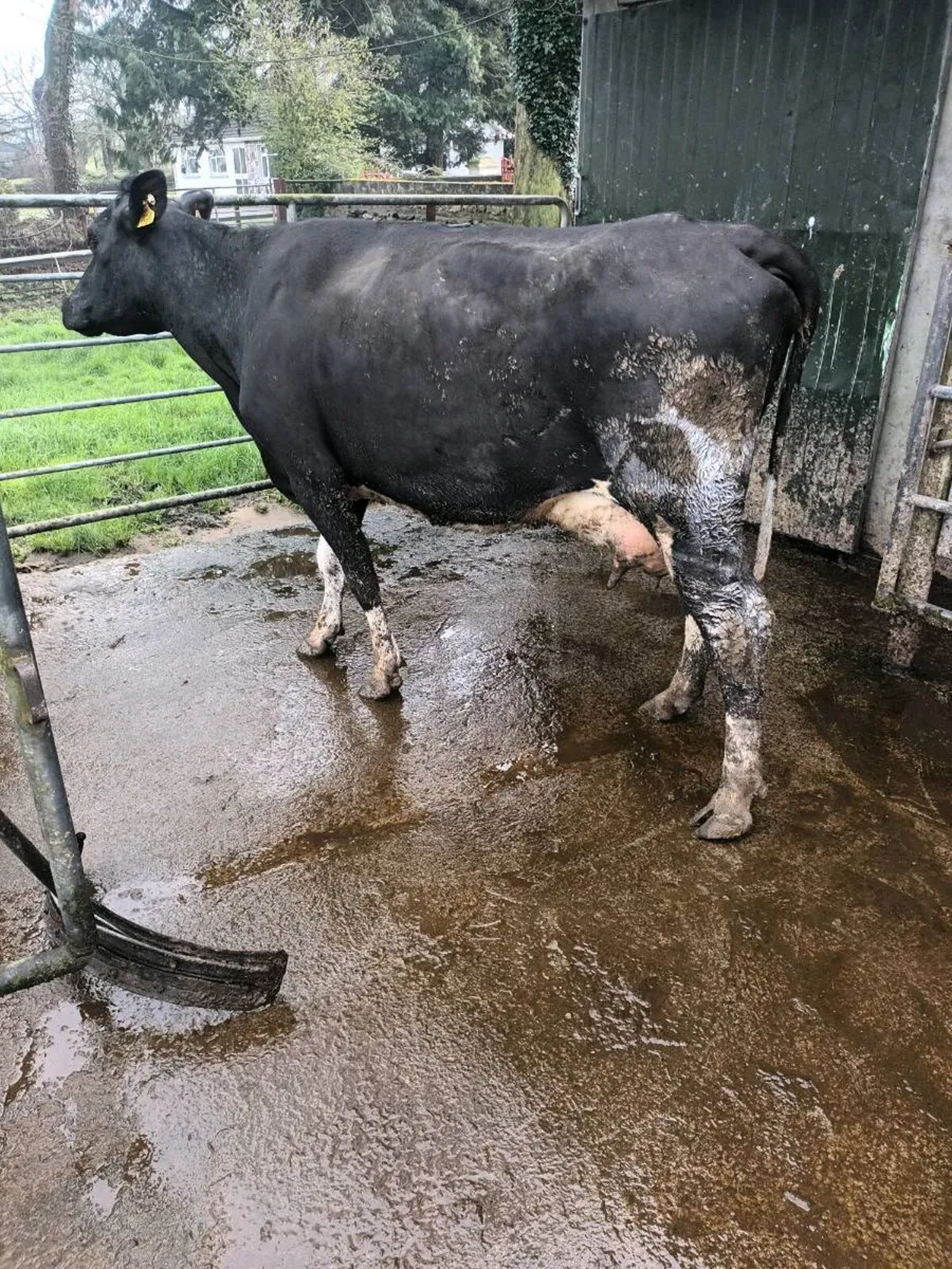 Young Cow to rear calves - Image 1