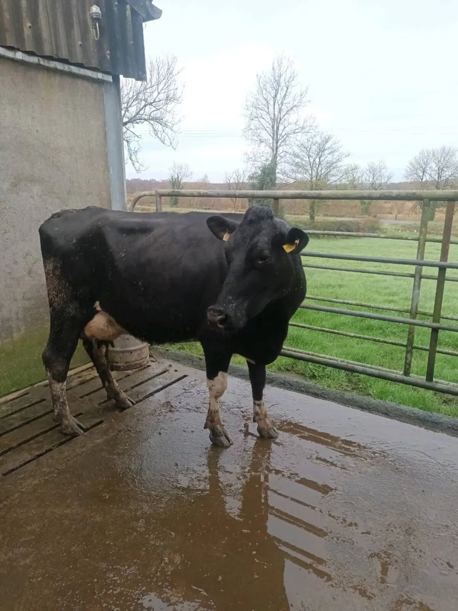 Young Cow to rear calves - Image 2