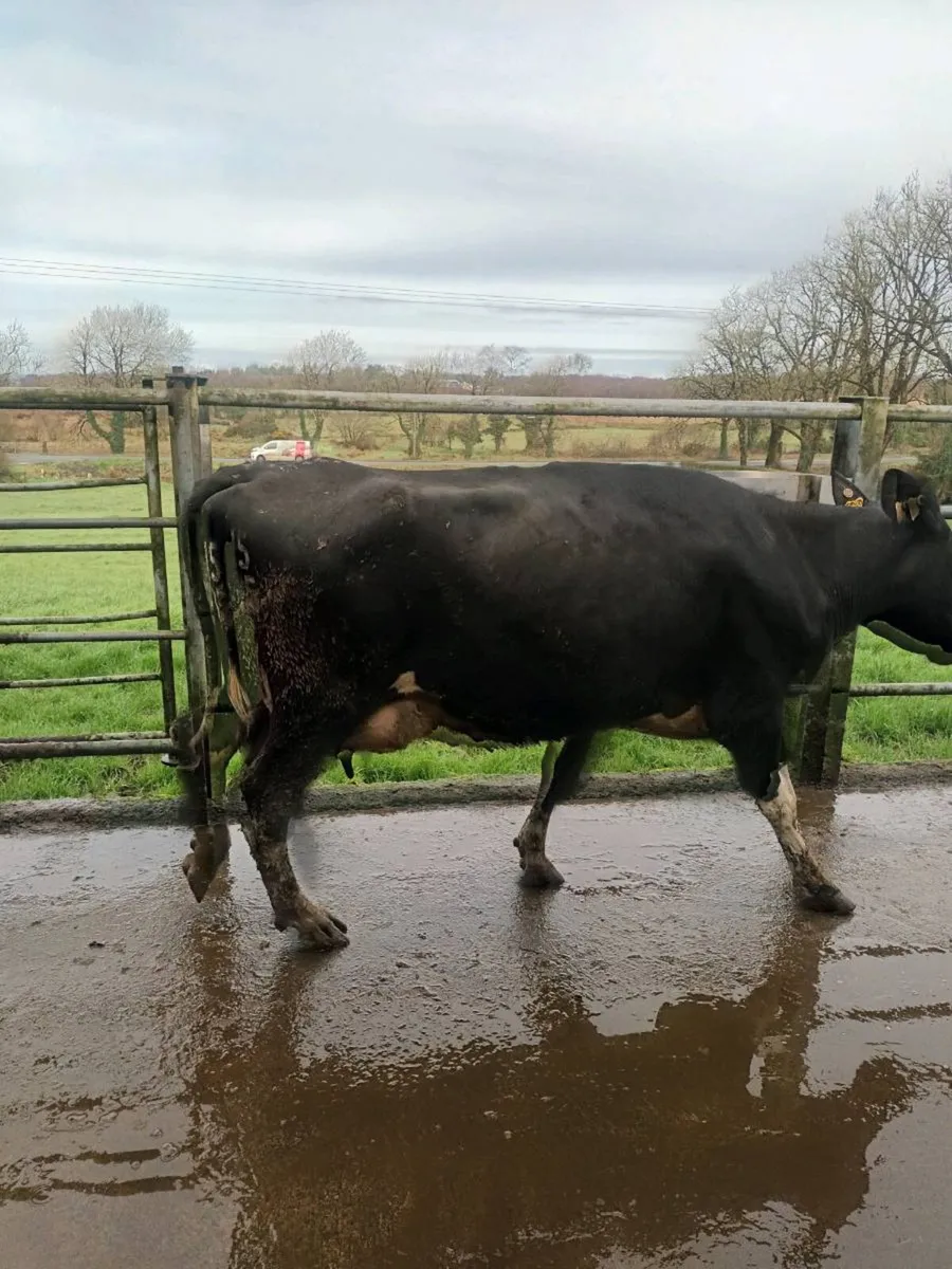 Young Cow to rear calves - Image 4