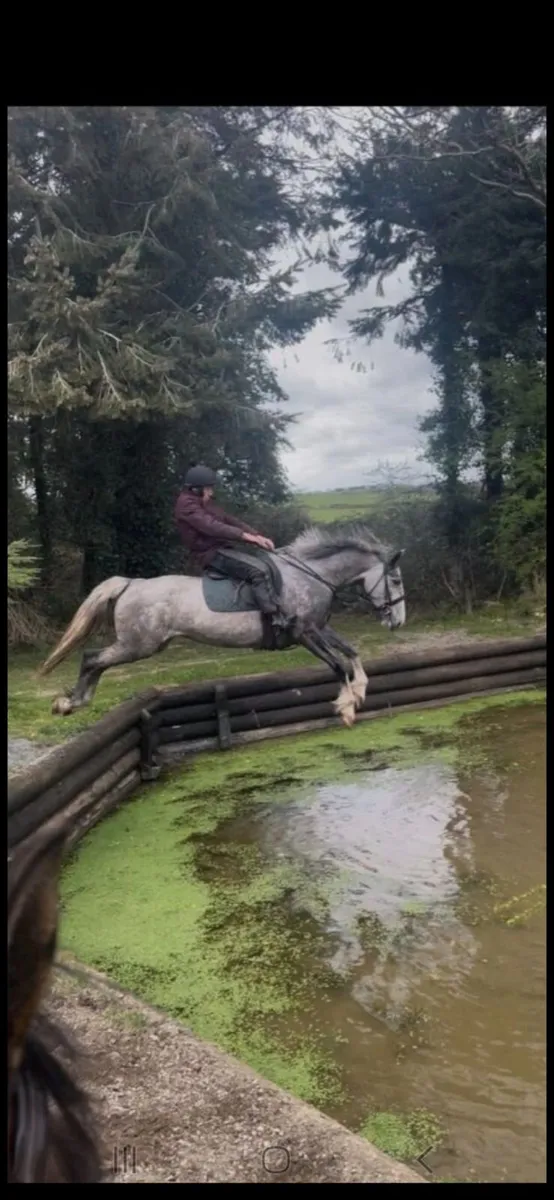 Irish Draught mare horse - Image 3