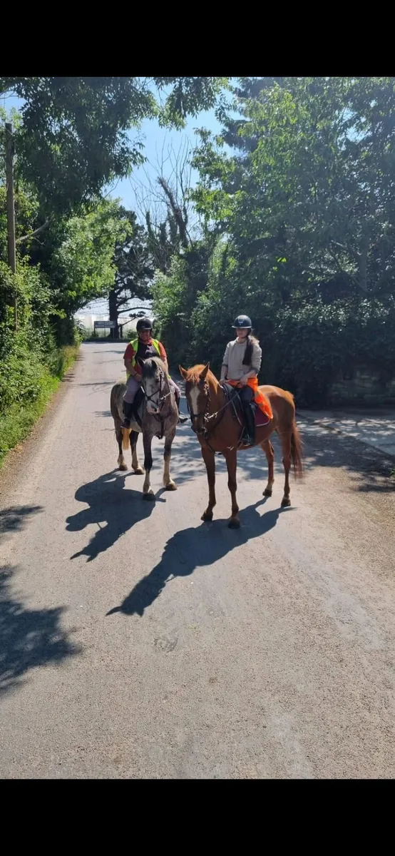 Irish Draught mare horse - Image 4