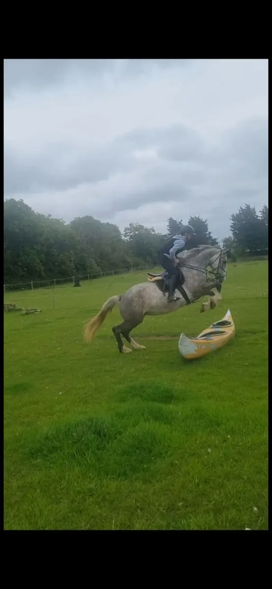 Irish Draught mare horse - Image 1