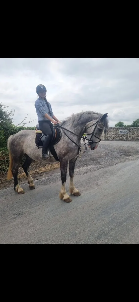 Irish Draught mare horse - Image 2