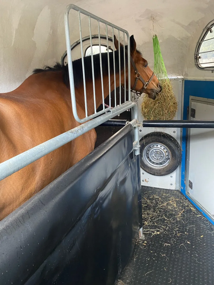 ISH gelding - Image 2