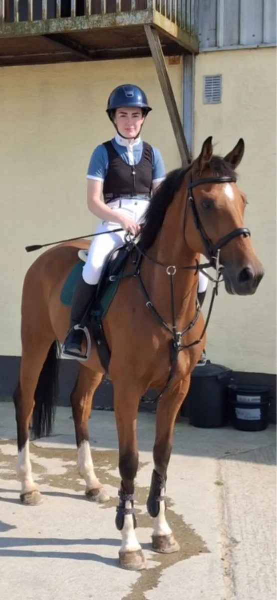 ISH gelding - Image 3