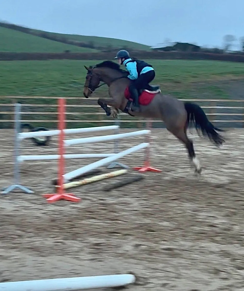 ISH gelding - Image 4