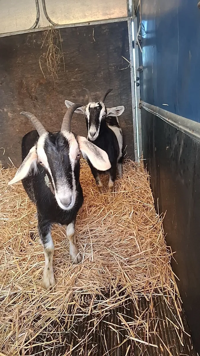 Two female goats - Image 1