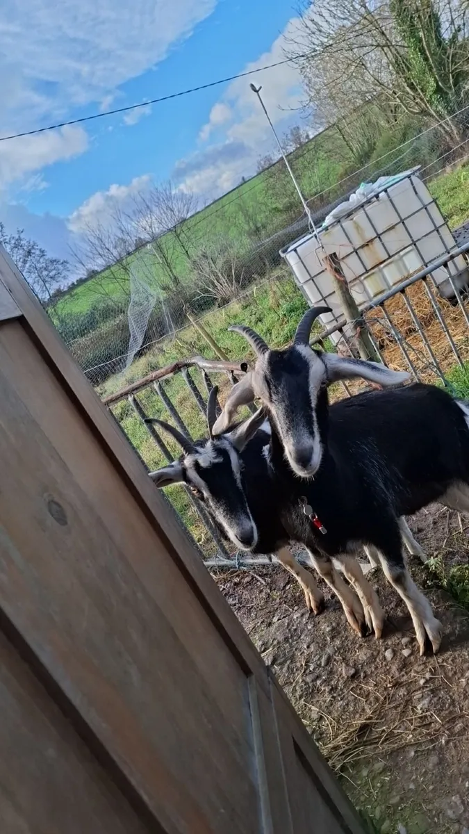 Two female goats - Image 2