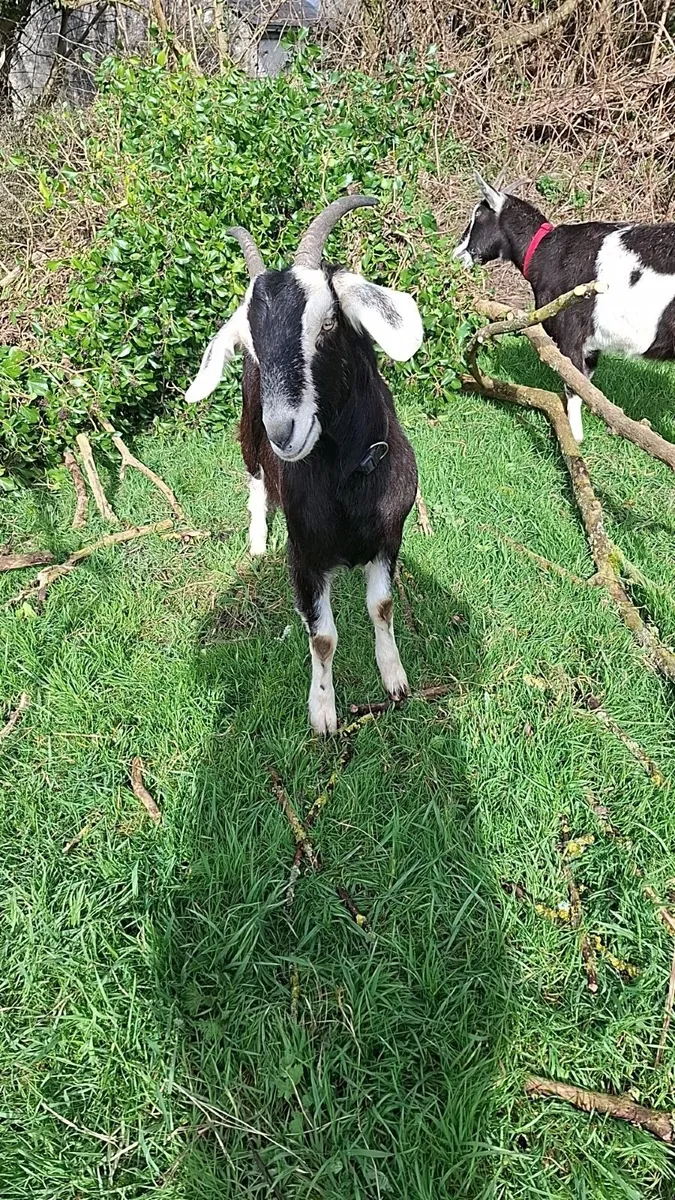 Two female goats - Image 3