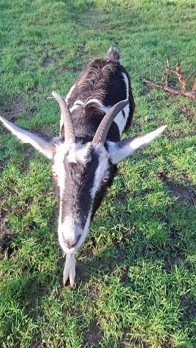 Two female goats - Image 4