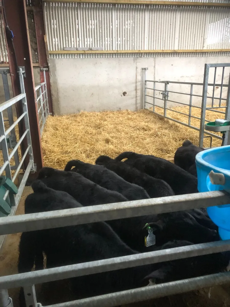 Aberdeen Angus Calves - Image 1