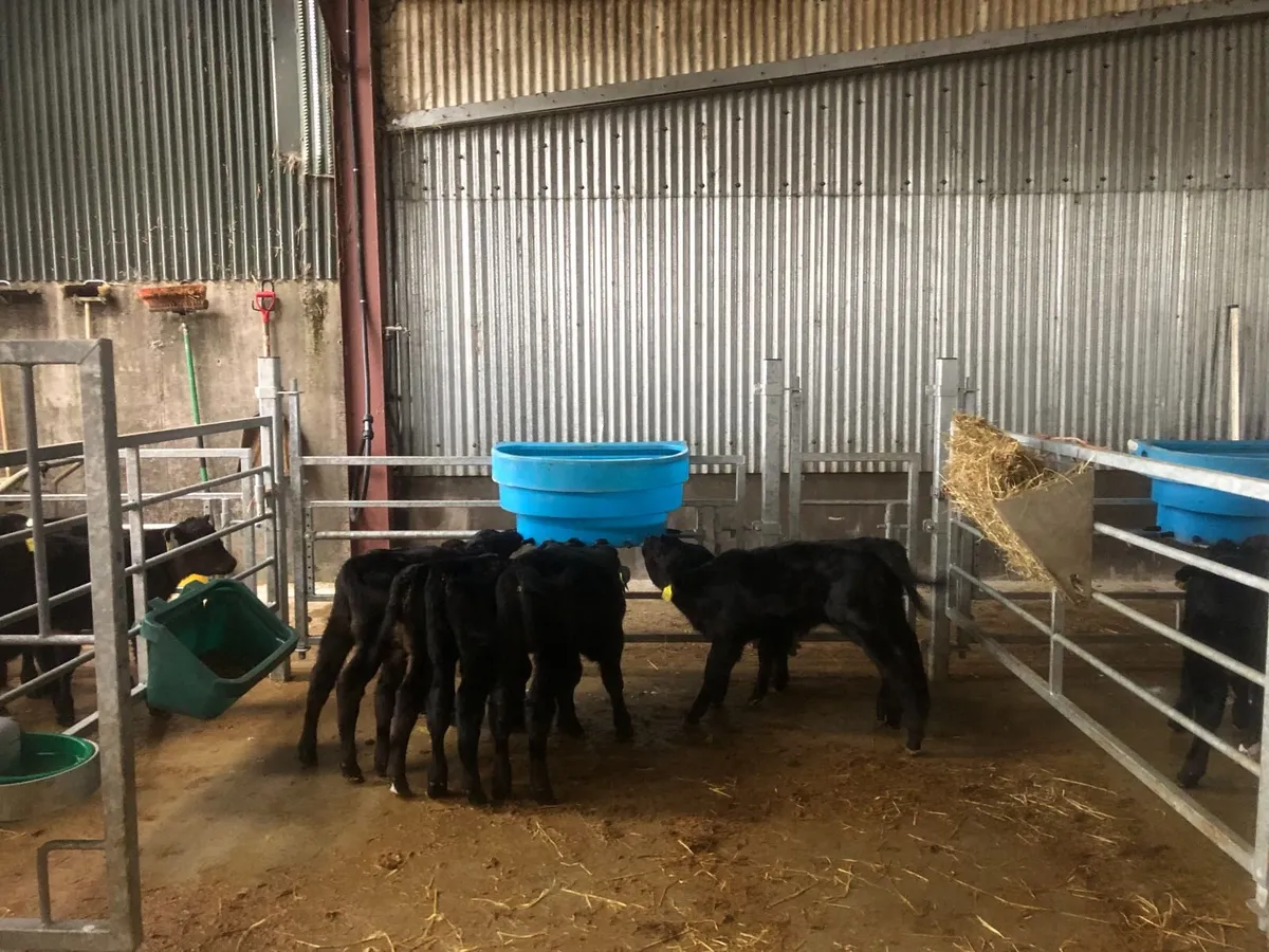Aberdeen Angus Calves - Image 2