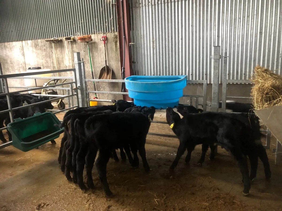 Aberdeen Angus Calves - Image 4