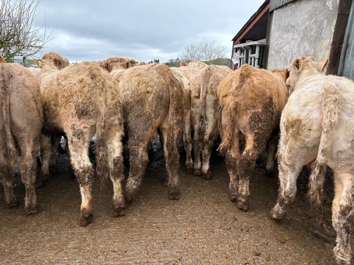 18 smashing store bullocks - Image 1