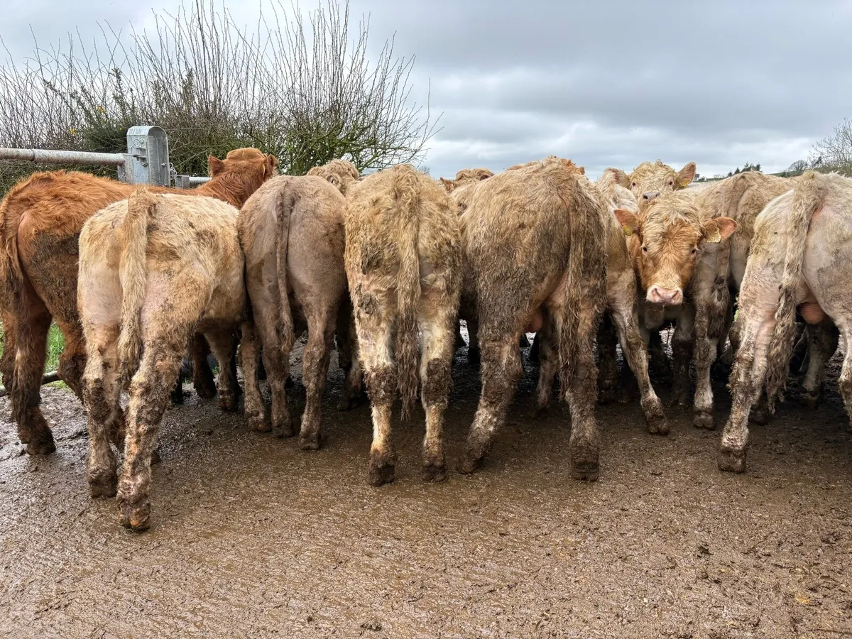 18 smashing store bullocks - Image 2