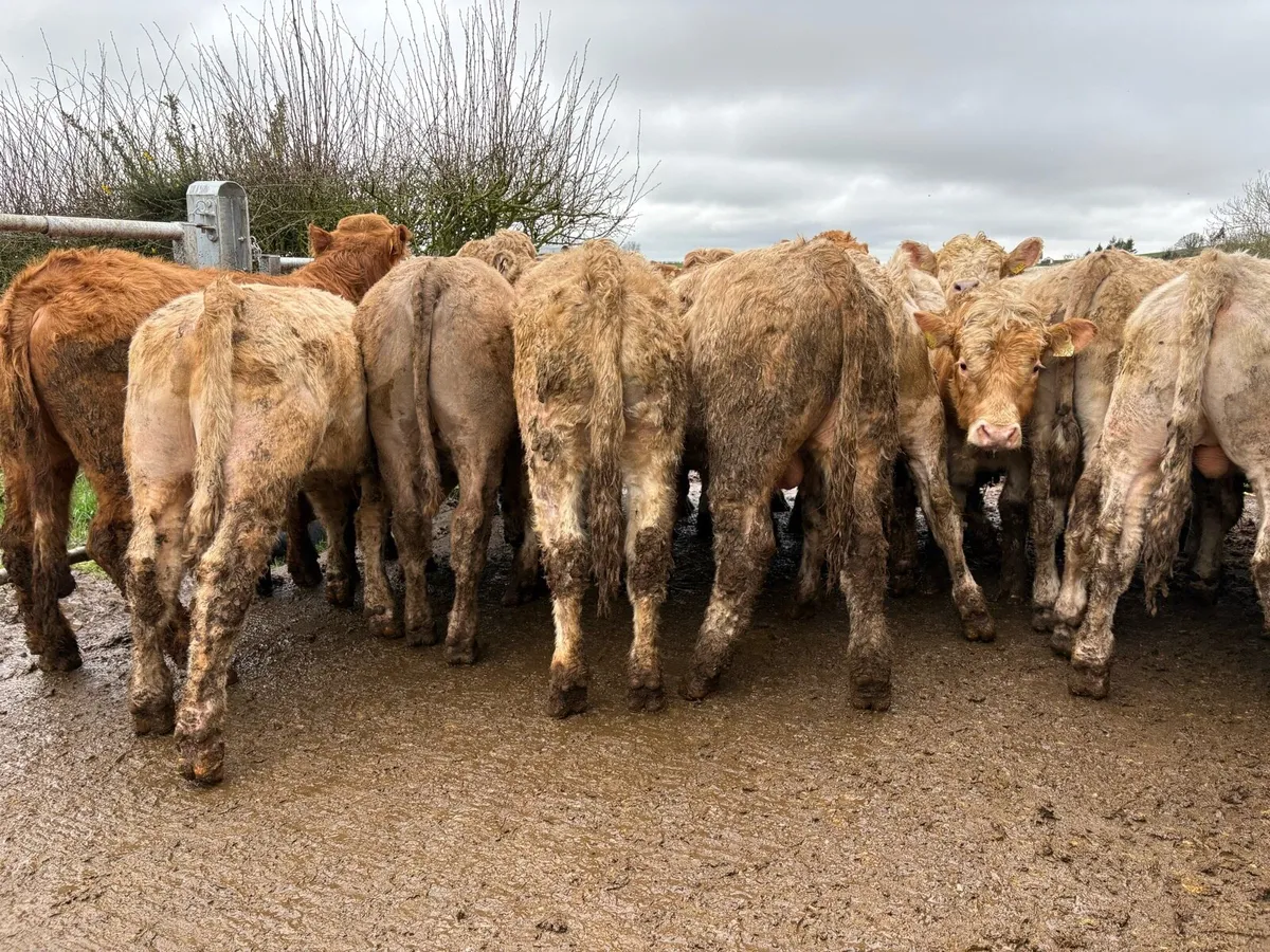 18 smashing store bullocks - Image 4