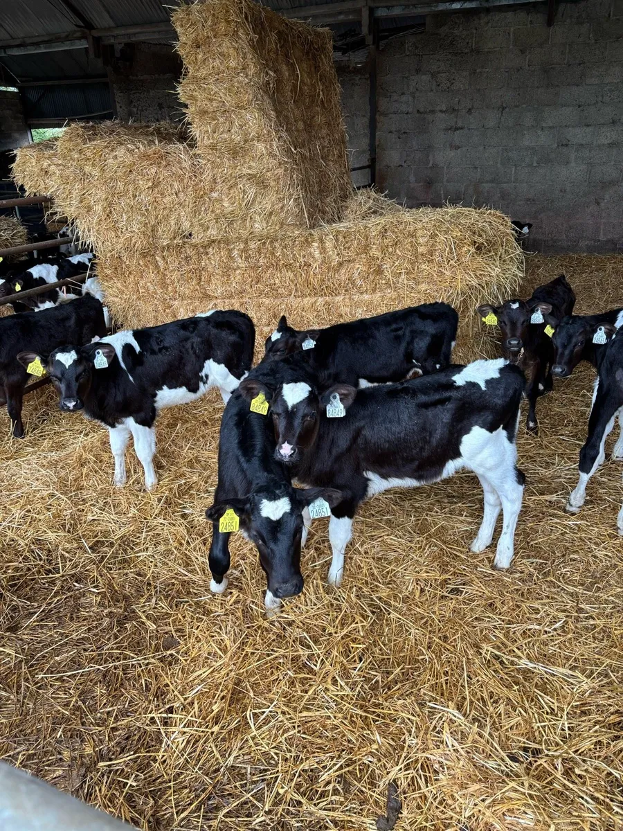 Heifer Calves - Image 1