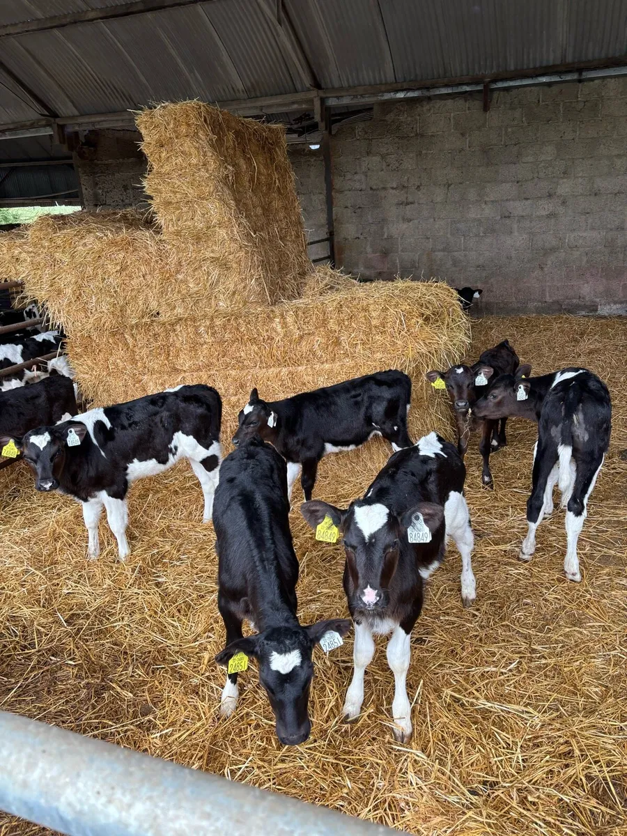 Heifer Calves - Image 2