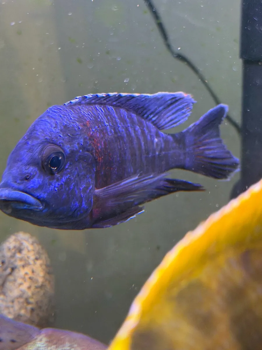 Fish chichild - Image 1