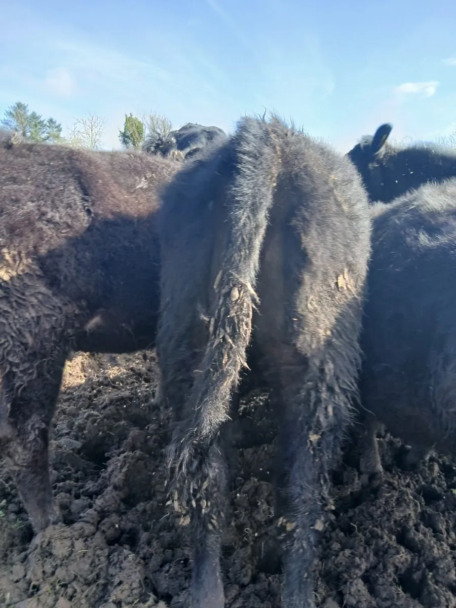 AA weanling heifers - Image 1