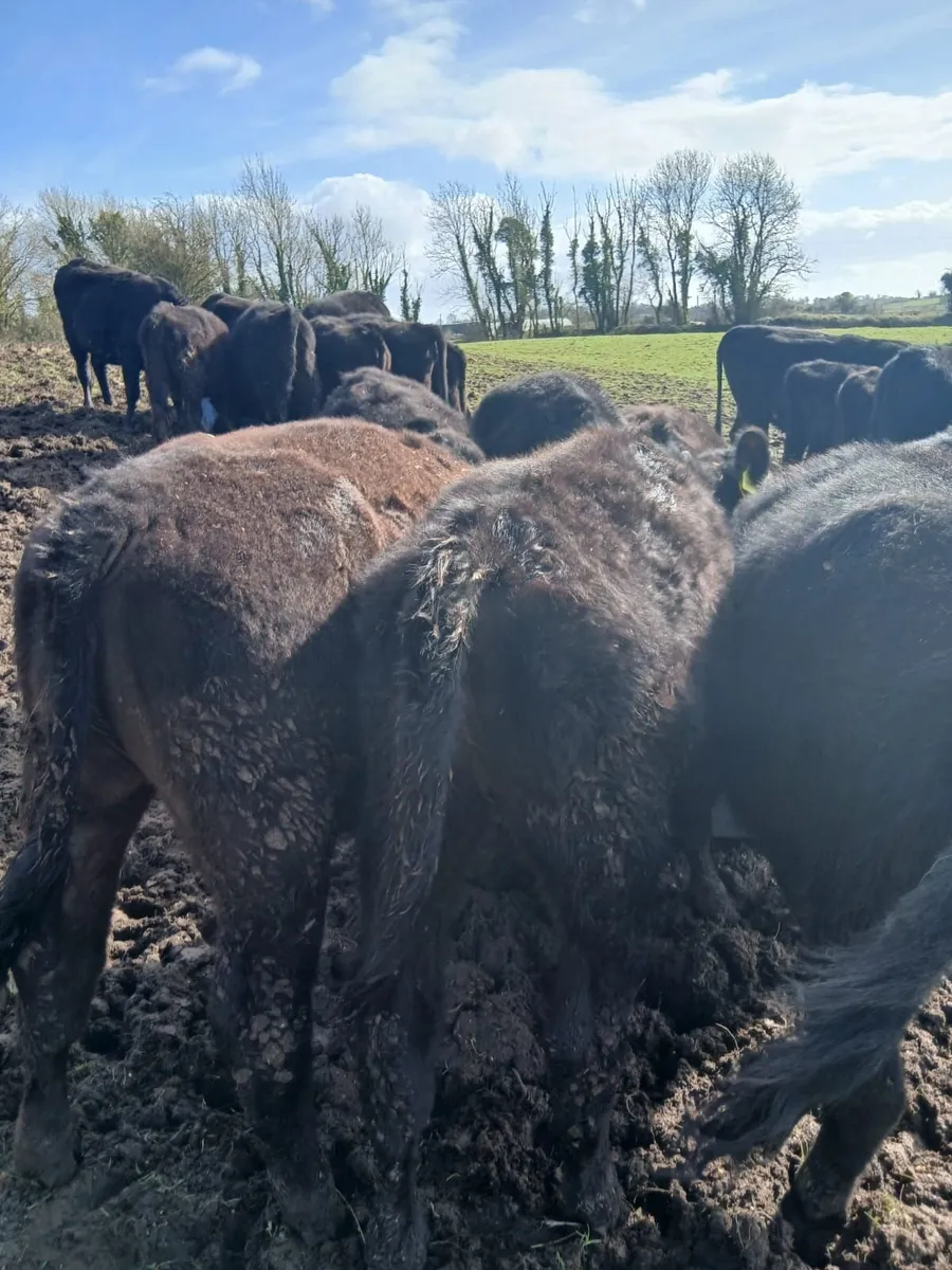 AA weanling heifers - Image 3