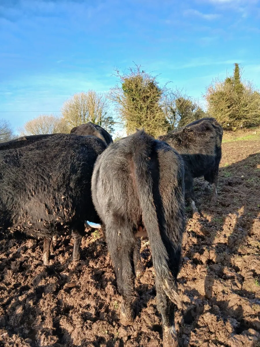 AA weanling heifers - Image 2