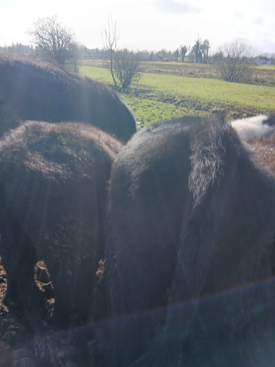 AA weanling heifers - Image 4