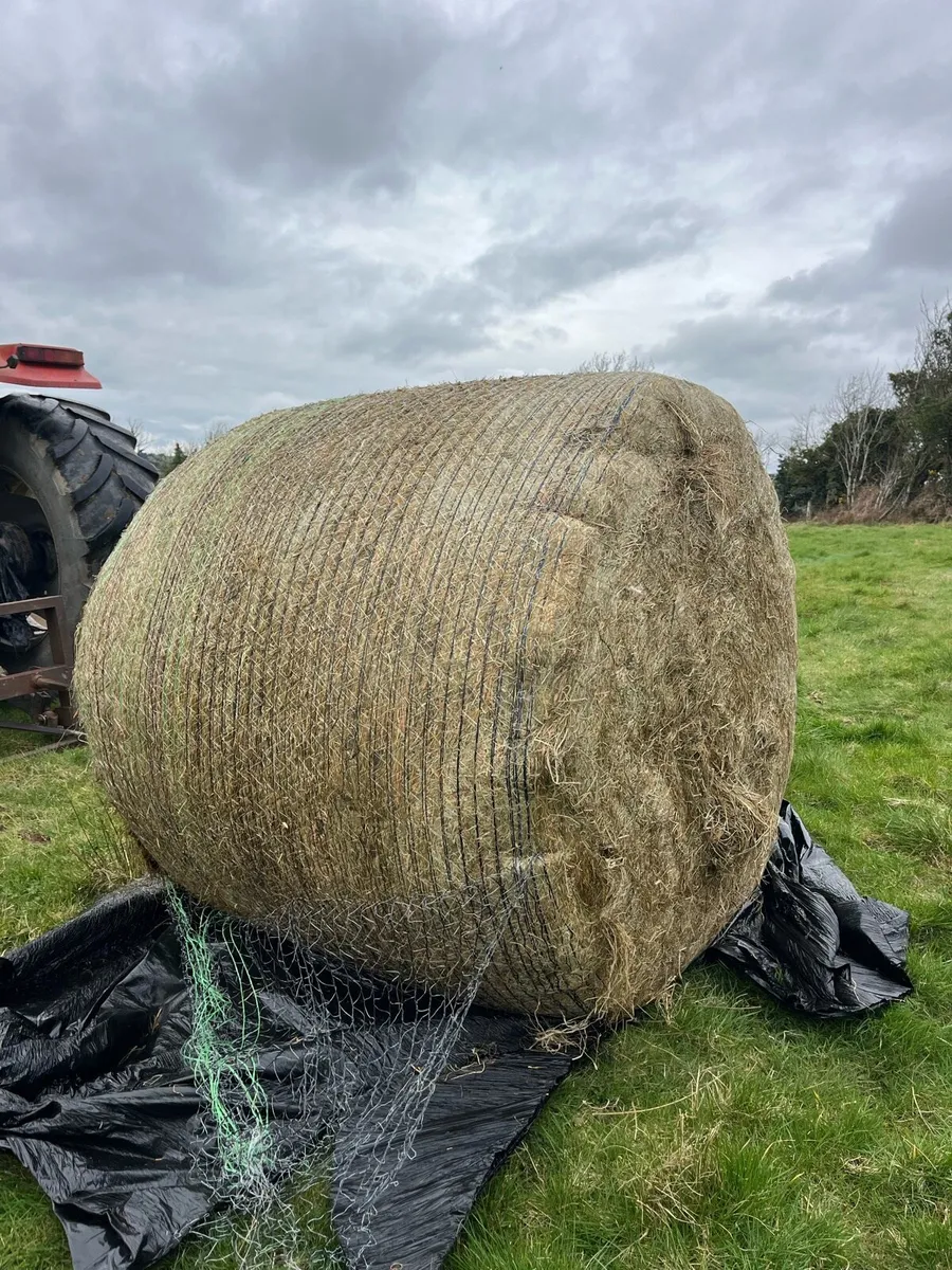 30 bales of top quality second cut silage