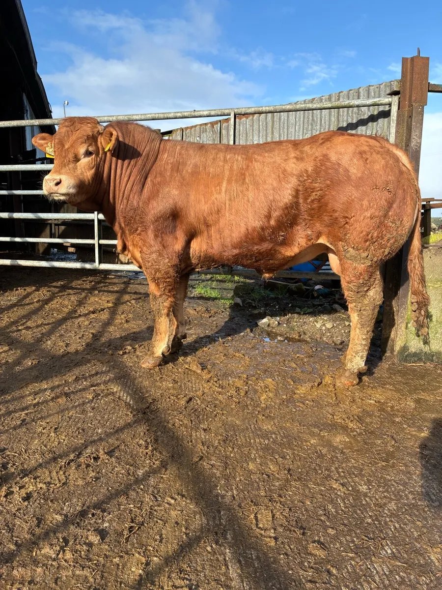 SCEP eligible limousin bull for sale - Image 1