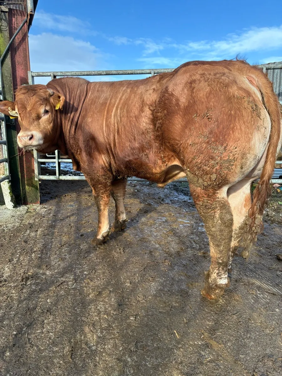 SCEP eligible limousin bull for sale - Image 2