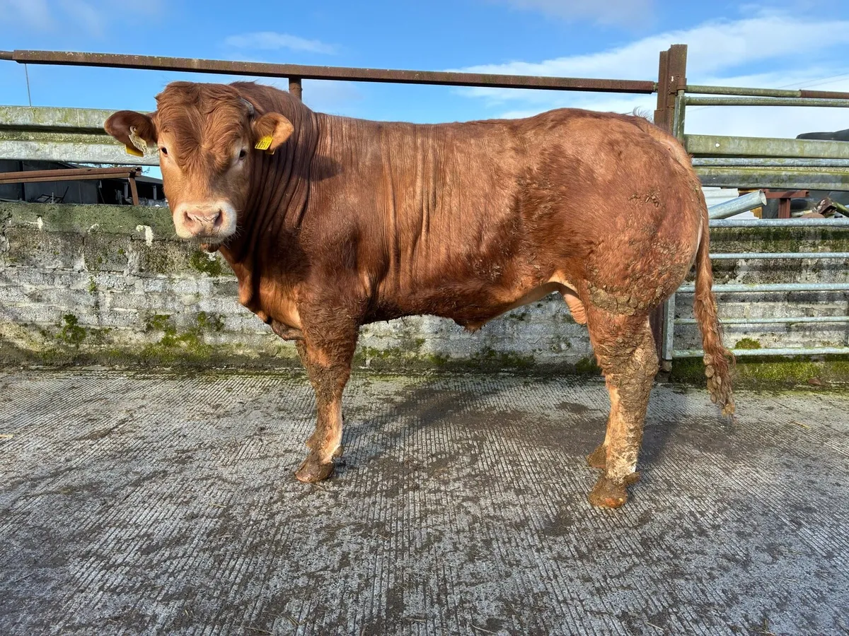 SCEP eligible limousin bull for sale - Image 3
