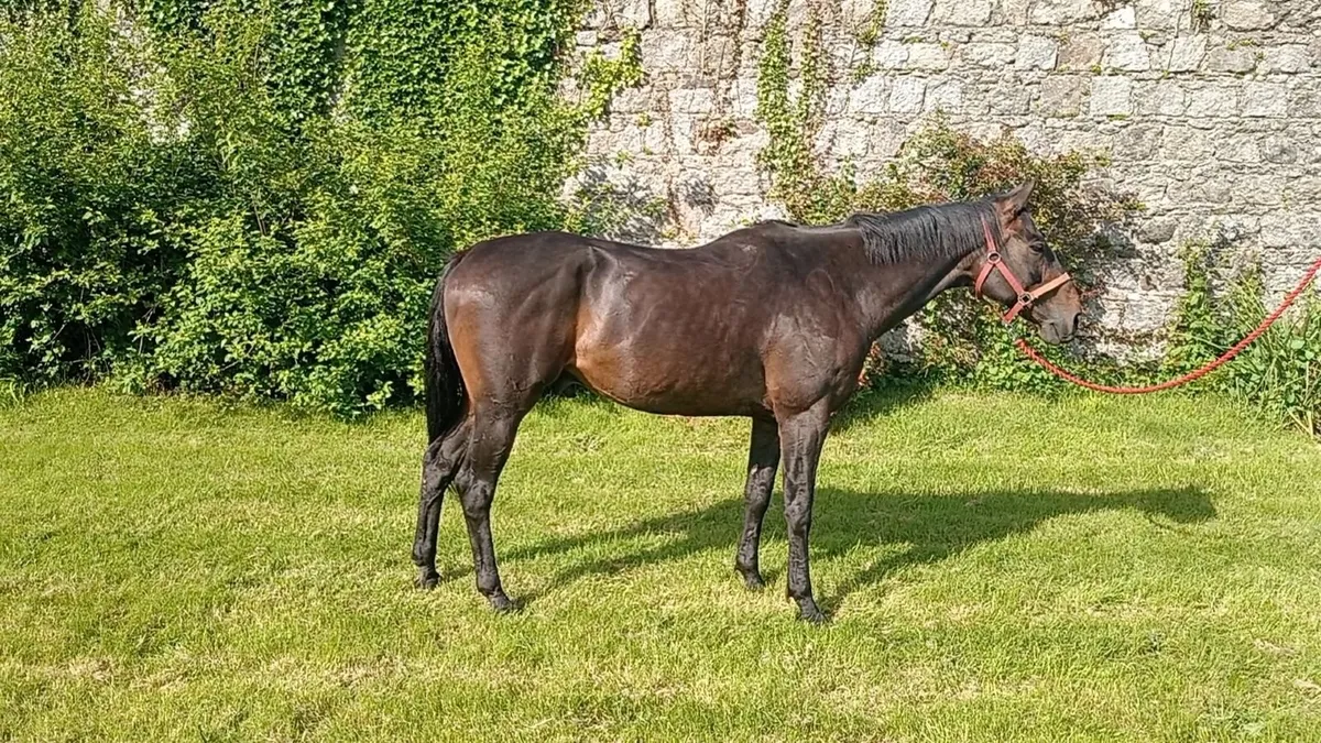 Lovely thoroughbred gelding - Image 1