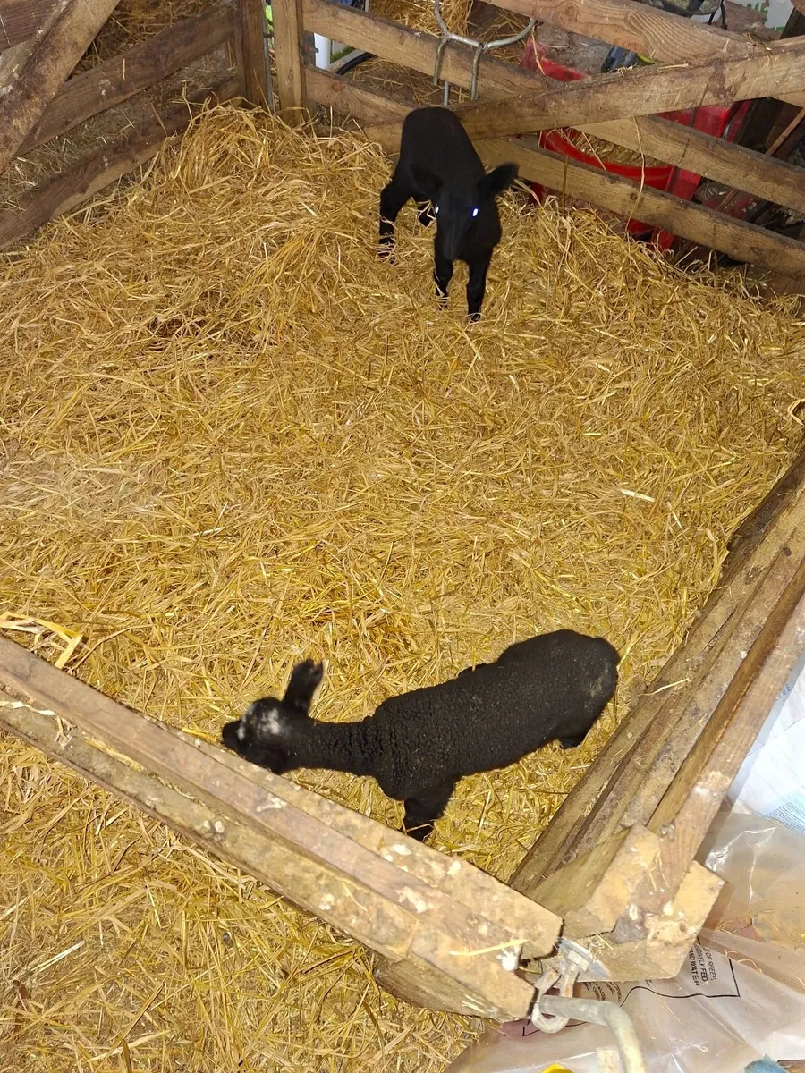 Pet lambs - Image 2