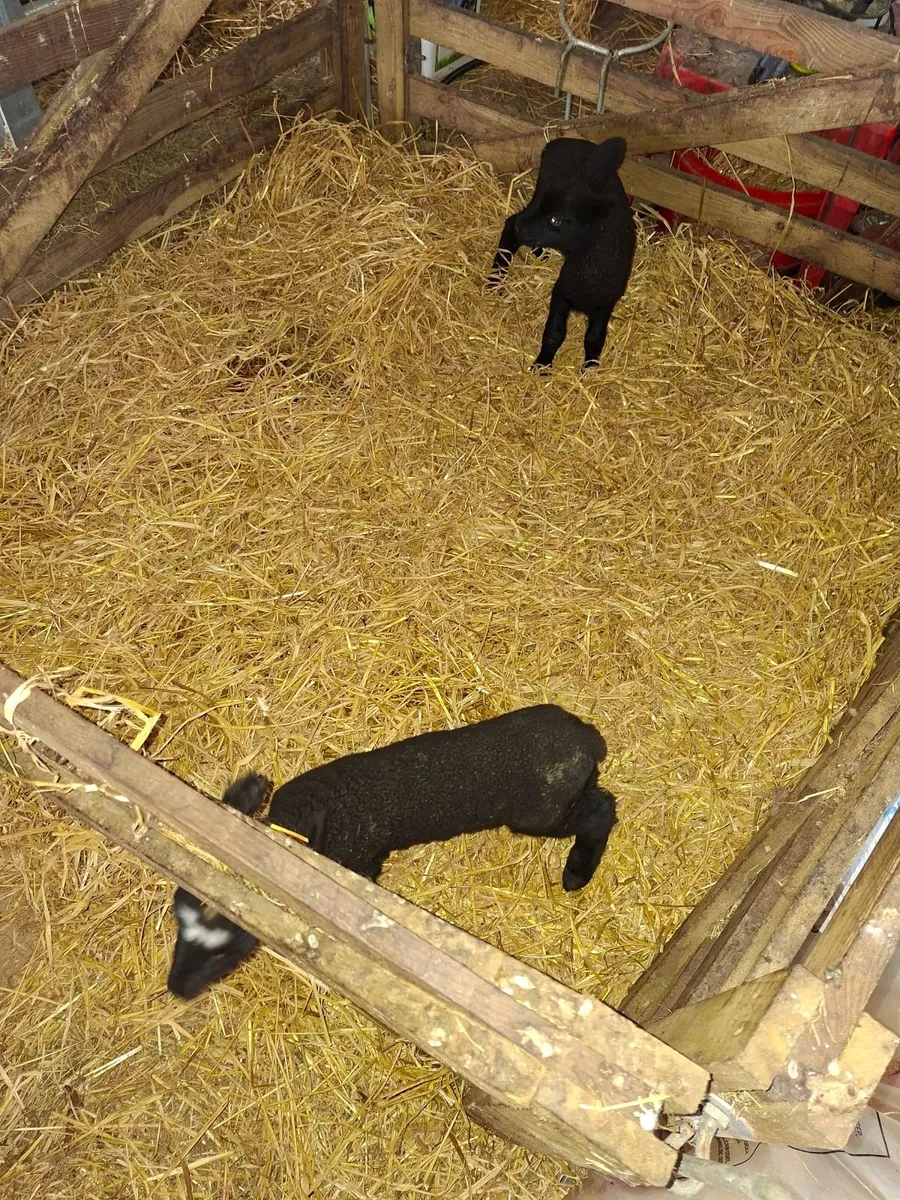 Pet lambs - Image 1