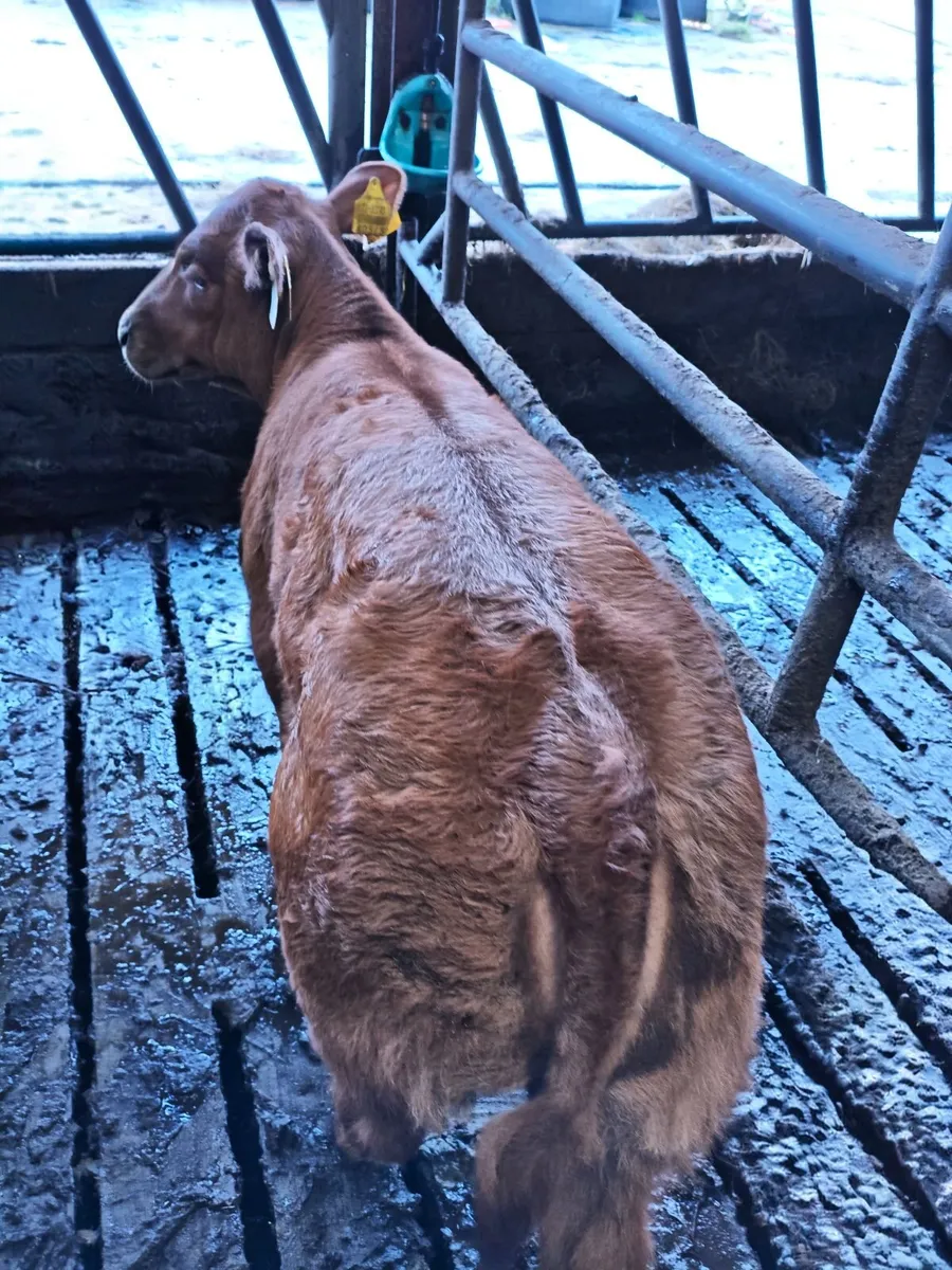 Suckler cow - Image 1