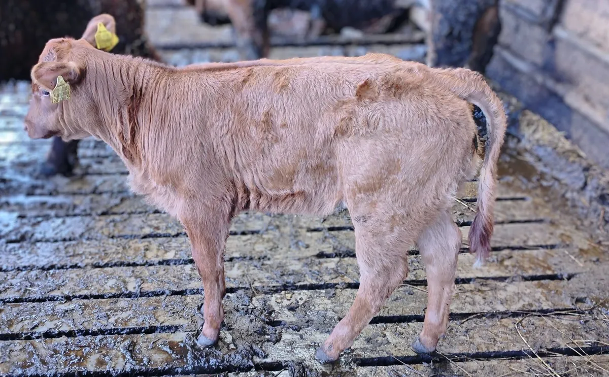 Suckler cow - Image 2