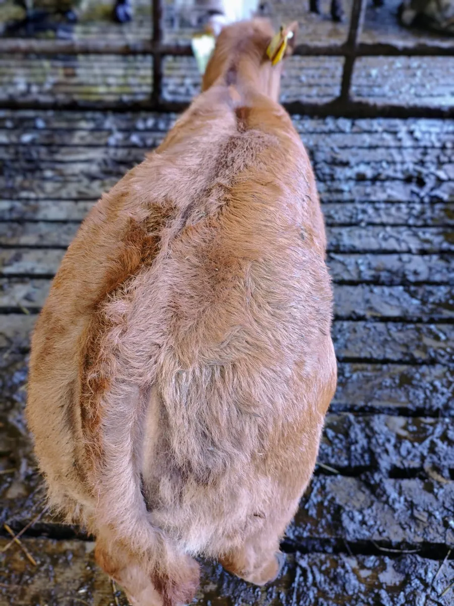 Suckler cow - Image 3